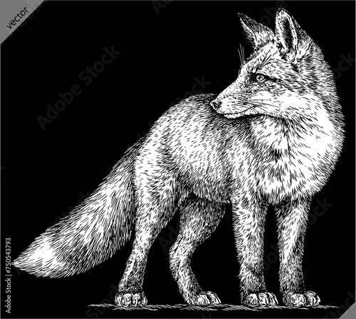 Vintage engraving isolated fox set illustration ink sketch. Wild animal background foxy animal silhouette art. Black and white hand drawn vector image.
