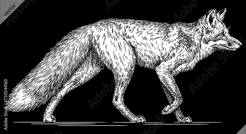 Vintage engraving isolated fox set illustration ink sketch. Wild animal background foxy animal silhouette art. Black and white hand drawn vector image.