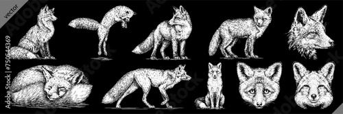 Vintage engraving isolated fox set illustration ink sketch. Wild animal background foxy animal silhouette art. Black and white hand drawn vector image.
