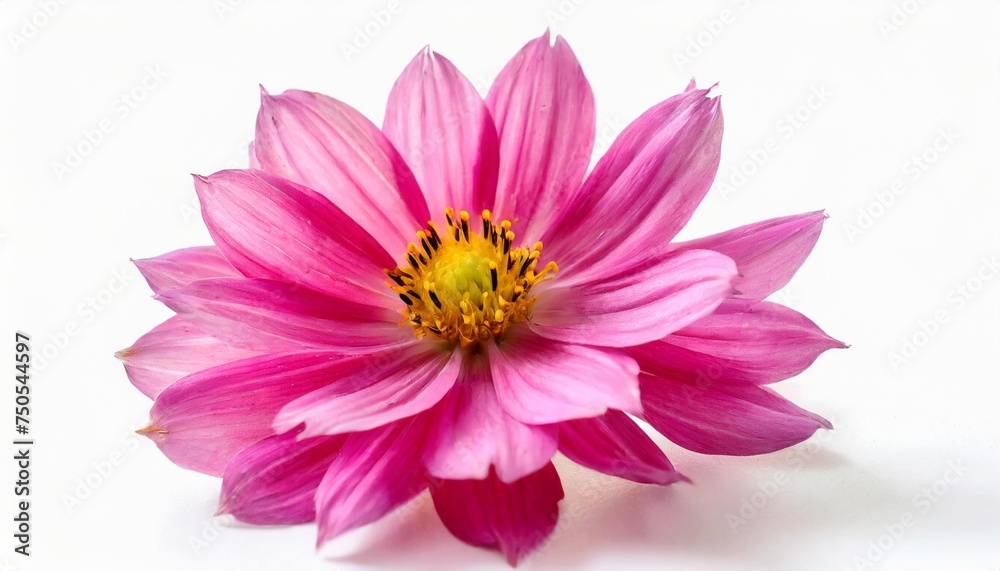 beautiful pink flower isolated on a white background