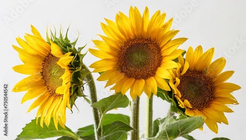 few stems with half opened sunflower flowers on white background