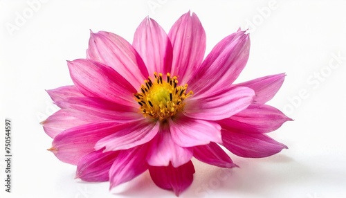 beautiful pink flower isolated on a white background