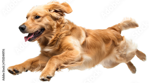 Healthy golden retriever puppy dog jumping, isolated on transparent background