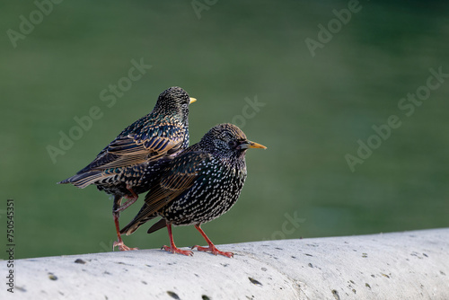 étourneau sansonnet -  sturnus vulgaris linnaeus -  Tuilerie - Louvre  ©  - Erick M - 