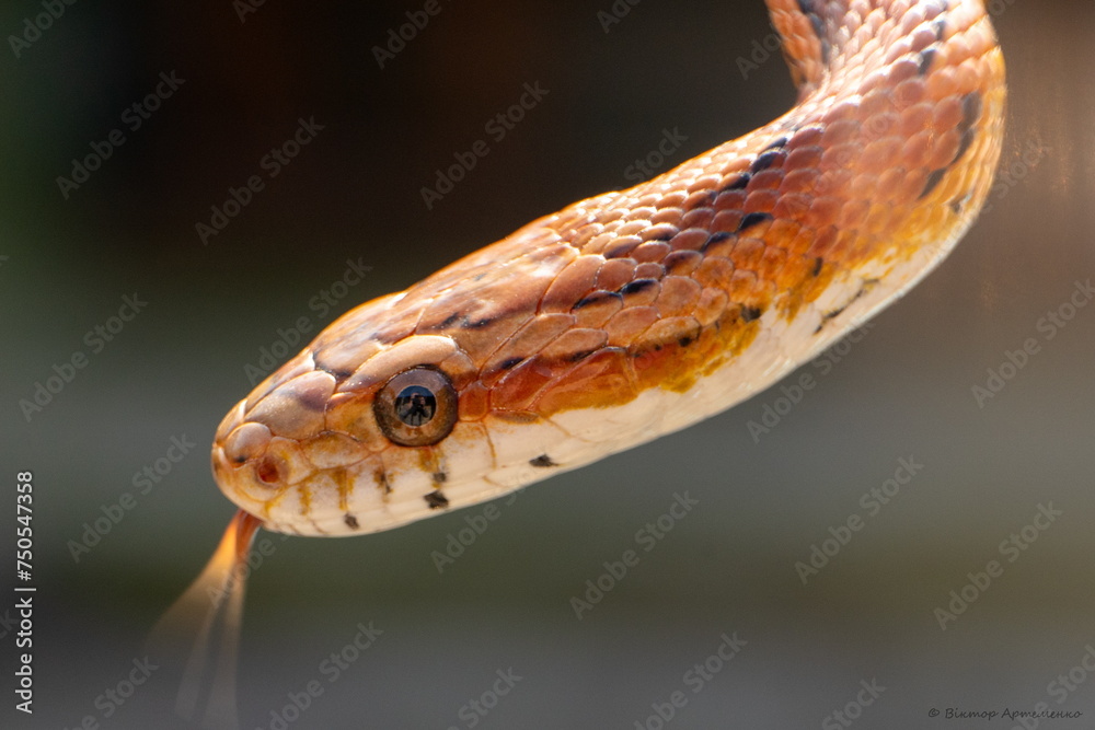 Photographer through the eyes of the serpent or Gabriel on a walk Photographer through the eyes of the serpent or Gabriel on a walk