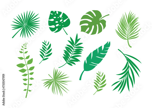 tropical leaf collection of green leaves