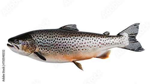 Spotted Whole Trout Isolated on white Background, A full view of a spotted trout, showcasing its intricate pattern and colors, isolated against a transparent background with clipping path.