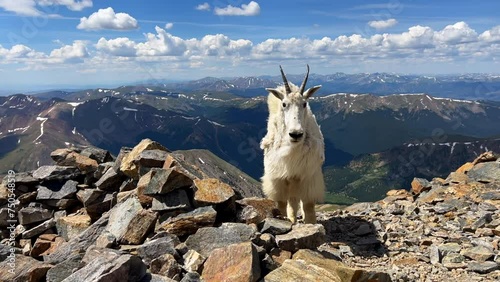 High elevation mountain goat baby birds top Rocky Mountains Colorado sunny summer morning day Mount Blue Sky Evans Grays and Torreys peaks saddle trail hike mountaineer Denver front range pan left photo