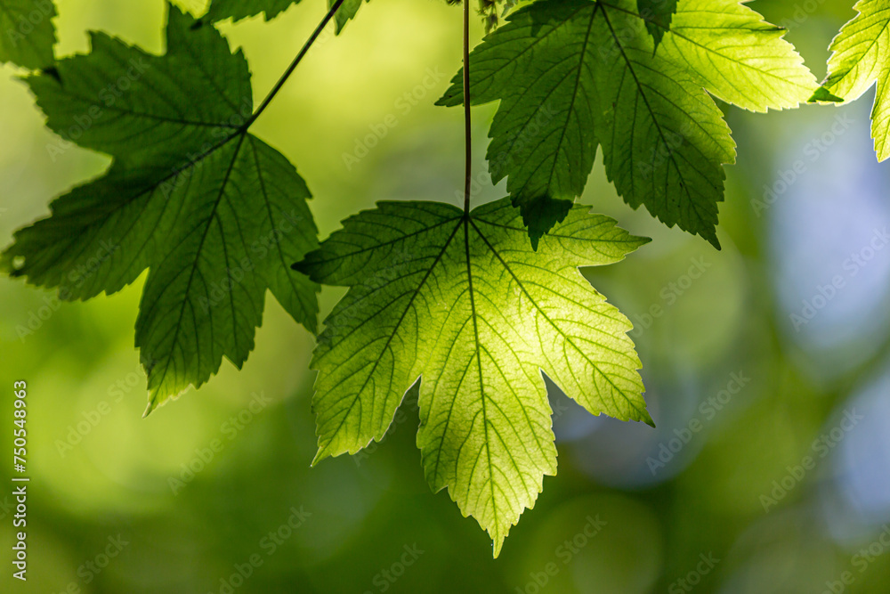 Green sycamore leaves on a tree in early summer with sunlight shining through Green sycamore leaves on a tree in early summer with sunlight shining through