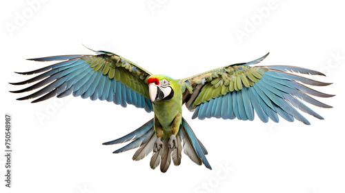 military Macaw Parrot in Flight on Black Background, Stunning macaw parrot with vibrant blue and green feathers captured mid-flight, set against a contrasting transparentmacaw spread open wings photo