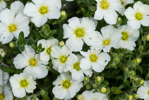 Berg-Sandkraut   Arenaria montana   