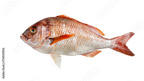 Red Snapper Fish Profile Isolated on White Background, Profile view of a Red Snapper or Pargo fish, showcasing its detailed scales and red fins, isolated against a white background, a popular seafood