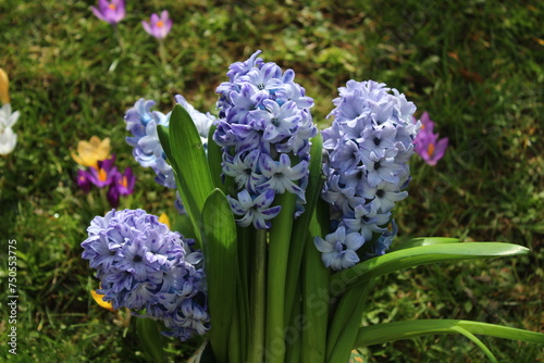 Blaue Hyazinthen im Frühling im Garten