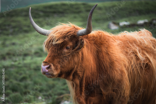 portrait of highland furry cow on the pasture. Rural life and farming concept. copy space banner