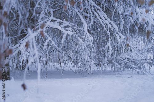 Frozen branches of trees covered in snow on a white winter landscape photo