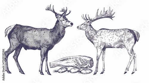 Cute french farmhouse stag with butcher chart vector