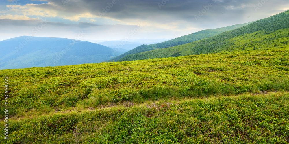 hiking trail through green hillside. vast green meadows of carpathian mountain landscape. outdoor summer vacations