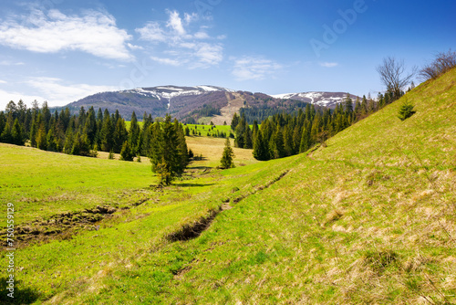 carpathian countryside scenery of ukraine on a sunny day in spring. coniferous forest on a grassy hills in valley. borzhava mountain range with snow capped tops in the distance beneath a blue sky © Pellinni