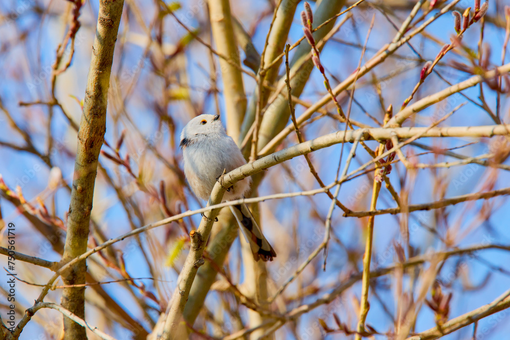 (Aegithalos caudatus), on the branches of a tree during spring. (Aegithalos caudatus), on the branches of a tree during spring.