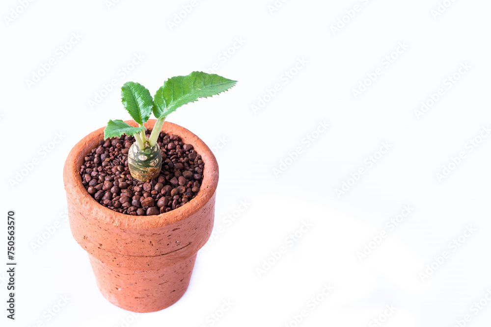 small cactus in clay pots on white background. Dorstenia foetida small cactus in clay pots on white background. Dorstenia foetida