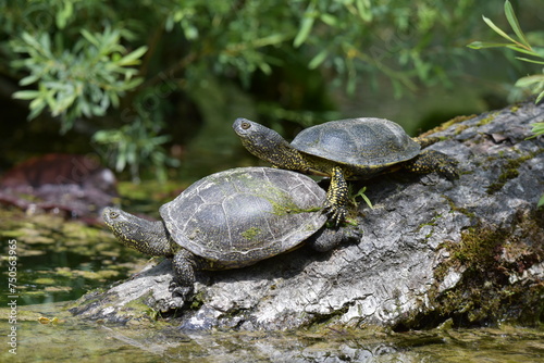 turtles on a stone rock