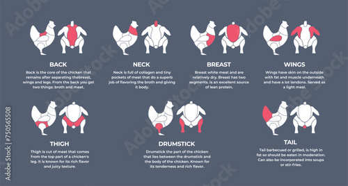 Guide cutting meat carcass chicken, turkey, chick, lamb, cow. Butcher guide. Diagrams сutting parts meat carcass domestic farm poultry and farm livestock. Vector flat color illustration isolated.