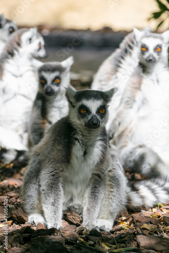 A group of lemurs huddled up, ring tailed lemur, Lemur catta © Chris DoAl