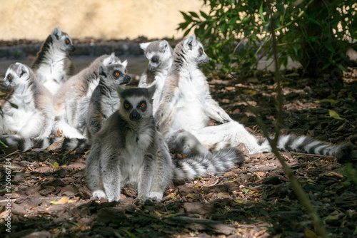 Group of ring-tailed lemurs sitting looking at camera