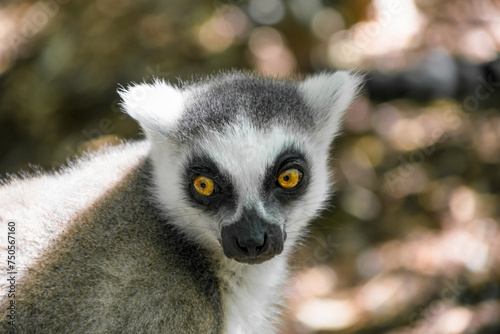 Close-up of a young lemur catta © Chris DoAl