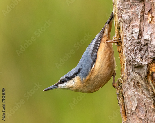 Nuthatch posing on a branch