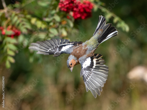 Chaffinch in flight 