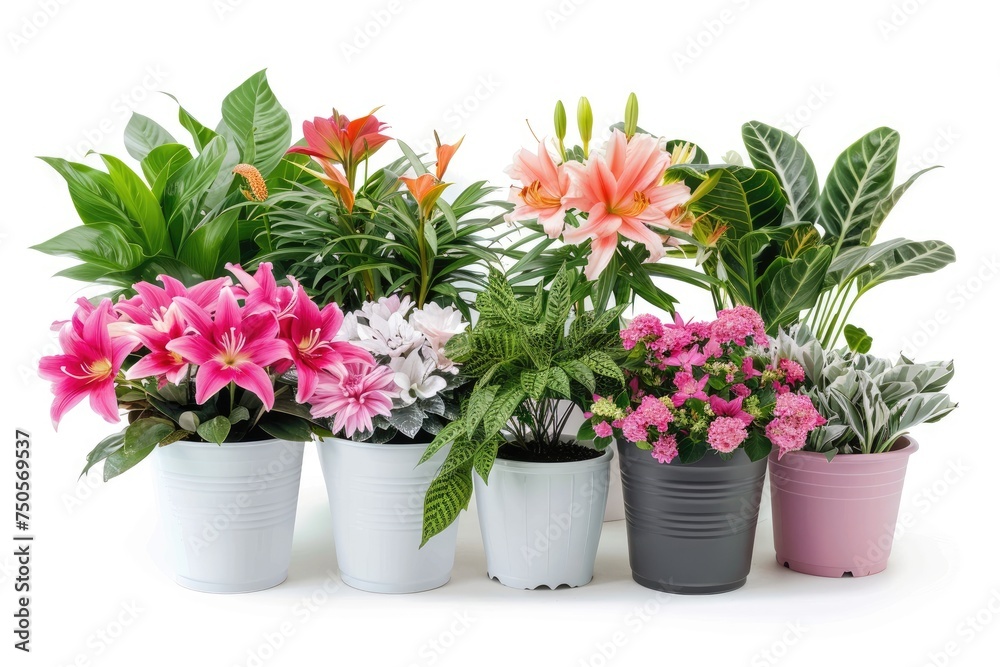 The Joy of Indoor Flowers and Houseplants