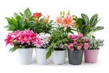 The Joy of Indoor Flowers and Houseplants