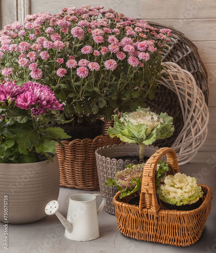 Chrysanthemum in pots and  brassica  (ornamental cabbage)