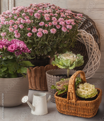 Chrysanthemum in pots and  brassica  (ornamental cabbage) photo