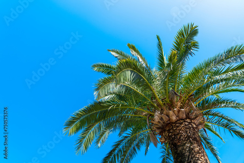 Upward view of a palm tree s lush fronds against a bright blue sky  offering a tropical vibe and a sense of vacation