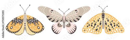 Colorful butterflies and moths, a set of three vector illustrations. Fly insect wings with abstract ornament, front view, a symbol for tattoo design. Summer background