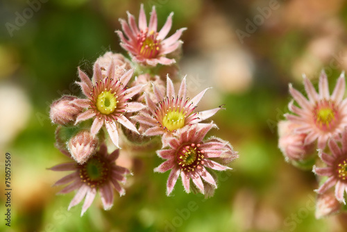 Blüten des Hauswurz im Steingarten photo