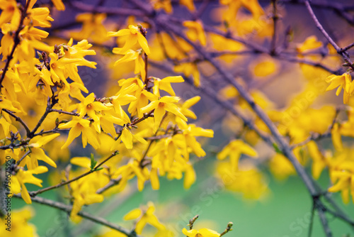 Spring nature background Blossoming trees, close-up of Forsythia flowers