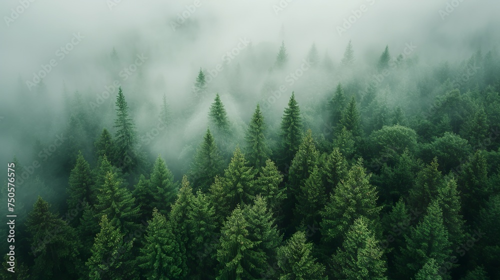 artificial intelligence generated image of a pine forest artificial intelligence generated image of a pine forest