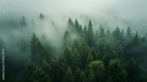 artificial intelligence generated image of a pine forest © Sndor