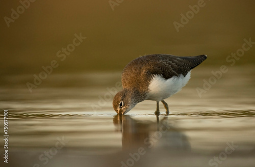 A Common Sandpiper searches for food in shallow water, its image perfectly reflected in the soft ripples of the evening photo