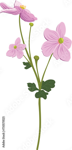 Japanese anemone floers vector