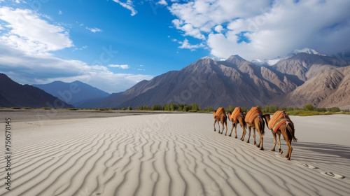 Camel Safari Caravan in Hunder Desert, Nubra Valley, Leh Ladakh, India photo