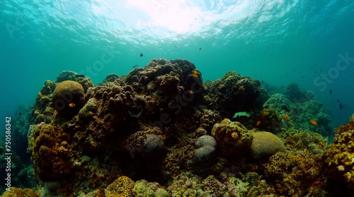 Fototapeta Naklejka Na Ścianę i Meble -  Reefs under the sea. Underwater world with corals and fish.