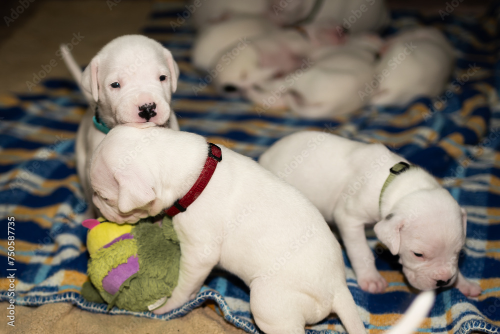Dogo Argentino, puppies old 3 weeks Dogo Argentino, puppies old 3 weeks