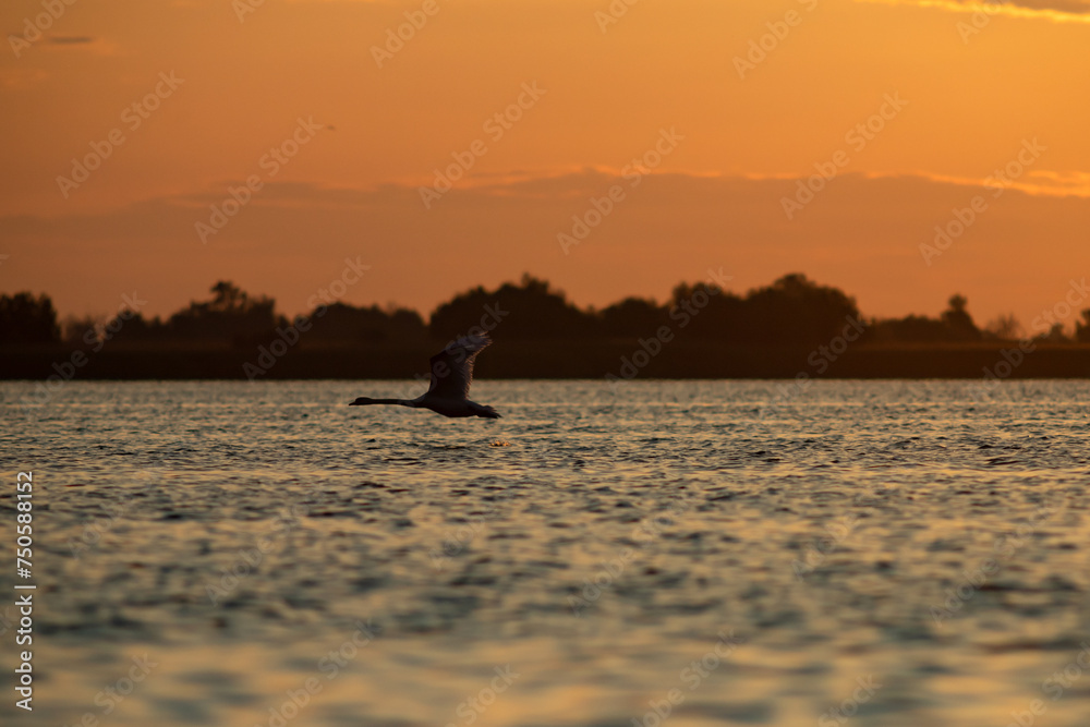 The Mute swan, Cygnus olor is a species of swan and a member of the waterfowl family Anatidae.