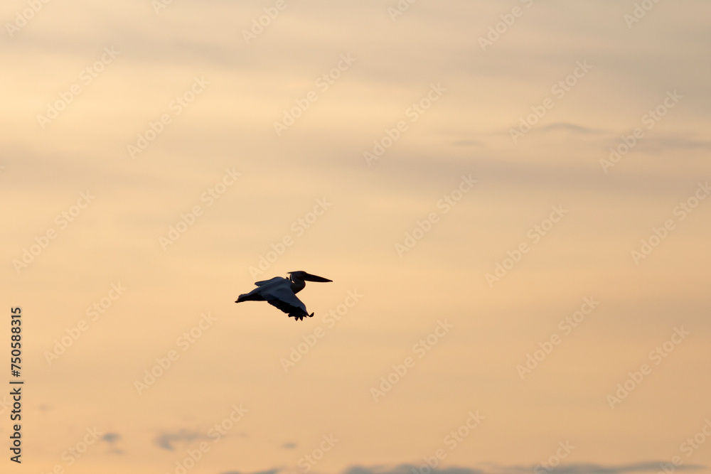 Naklejka premium Great White Pelican (Pelecanidae) in the Danube Delta, Romania