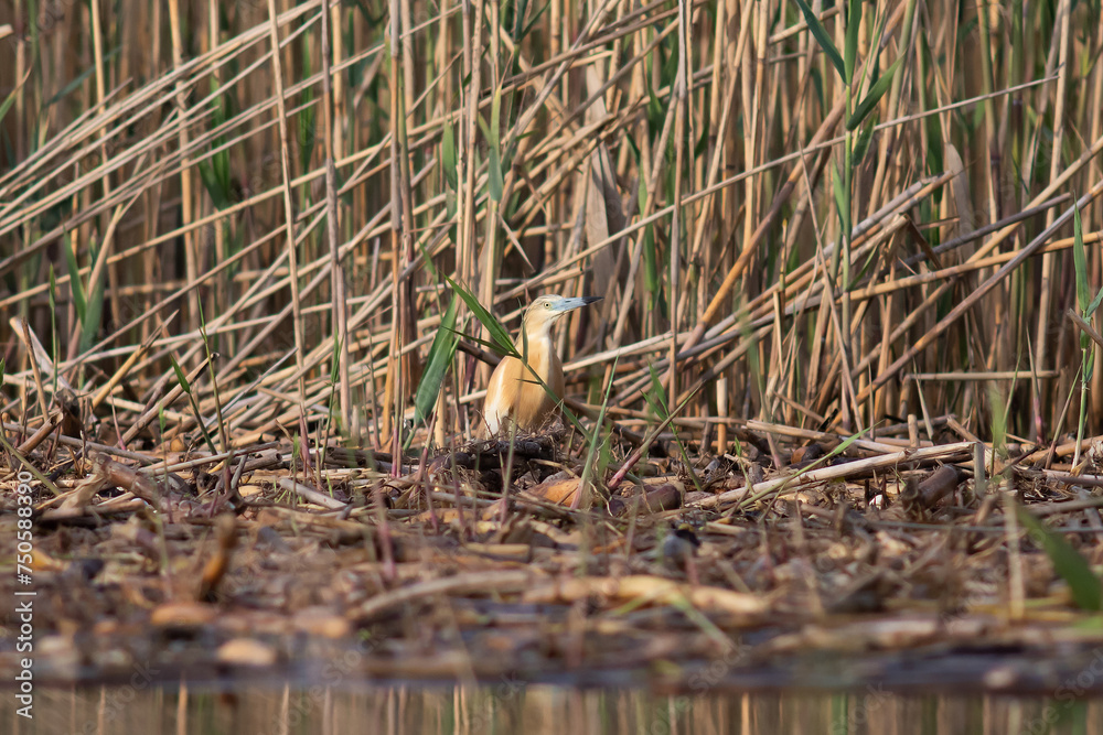 Squacco heron (Ardeola ralloides) in the wild Squacco heron (Ardeola ralloides) in the wild