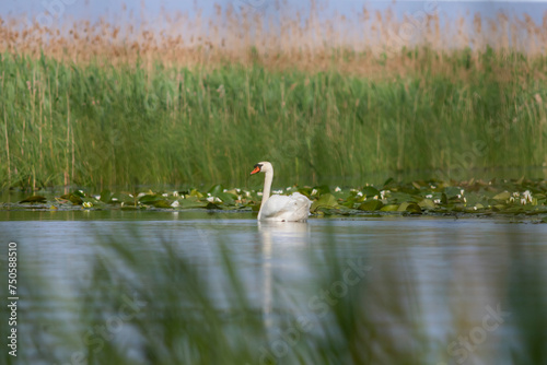 The Mute swan, Cygnus olor is a species of swan and a member of the waterfowl family Anatidae.